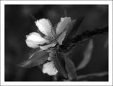 Spring in Black & White