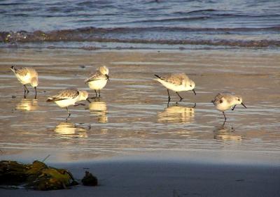 sanderlings reflection.jpg