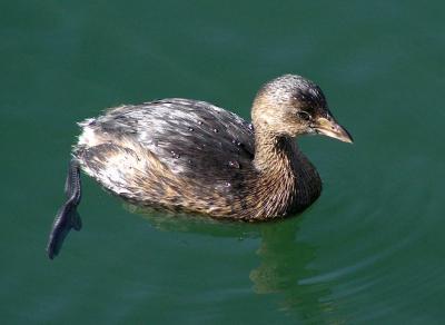 pie_billed_grebe_nonbreeding