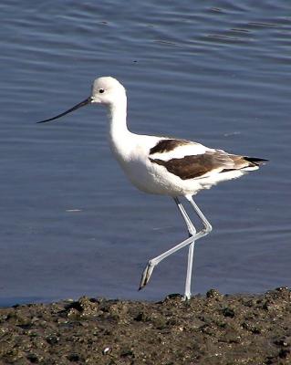 am avocet.jpg