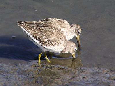 short billed dowitcher.jpg