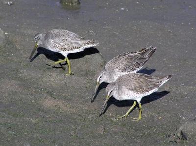 short billed dowitcher.jpg