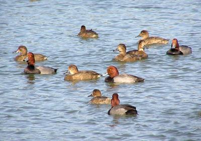 u36/lesliej/medium/23609789.redheads.jpg