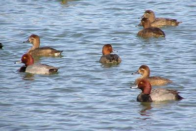 u36/lesliej/medium/23609790.redheads2.jpg