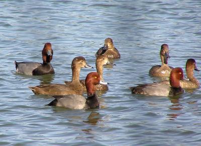 u36/lesliej/medium/23609791.redheads3.jpg
