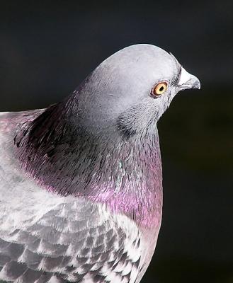 rock pigeon portrait.jpg