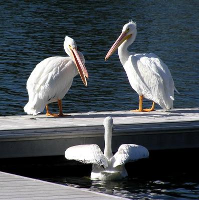 white_pelicans_at_westlake