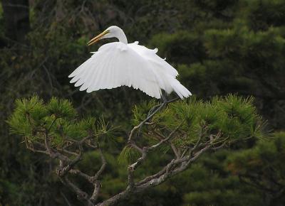 great_egret