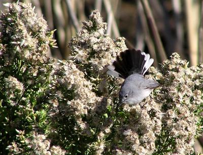 blue_gray_gnatcatcher