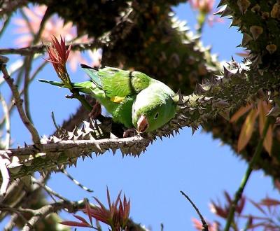 yellow chevroned parakeet 4.jpg
