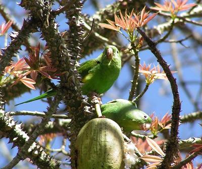 yellow chevroned parakeets 5.jpg