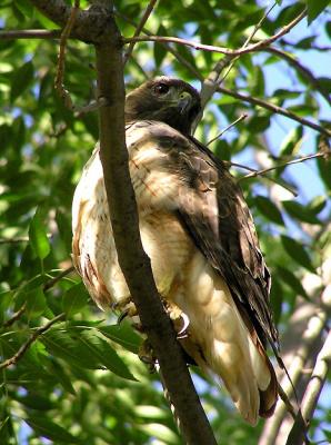 red_tailed_hawk__aug_04
