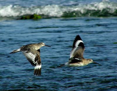 willets in flight.jpg