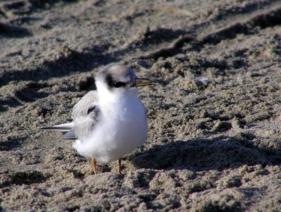 least tern juvy.jpg