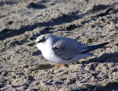 least tern juvy 2.jpg