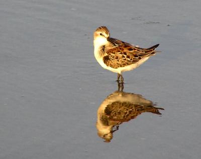 western_sandpipers