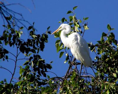 great egret in a tree.jpg