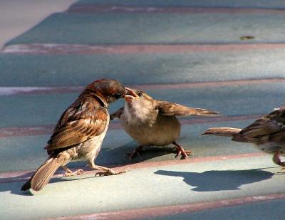 house sparrows 2.jpg