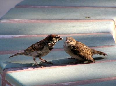 house sparrows 5.jpg