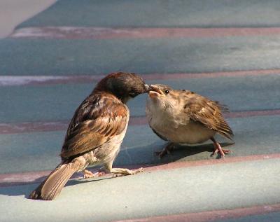 house sparrows 6.jpg