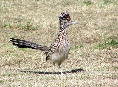 road runner.jpg