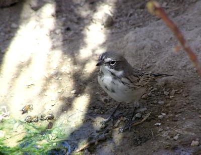 sage sparrow 2.jpg