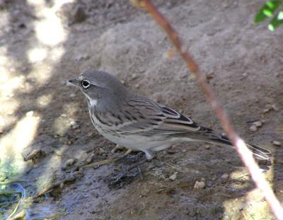 sage sparrow 3.jpg