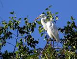 great egret in a tree 2.jpg