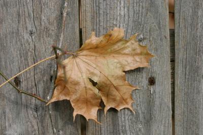 Old leaf