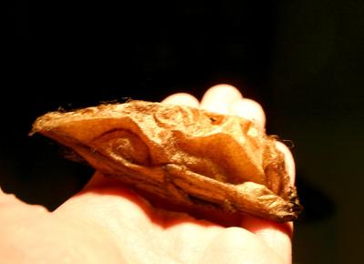 cecropia moth cocoon