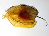chinese gooseberry