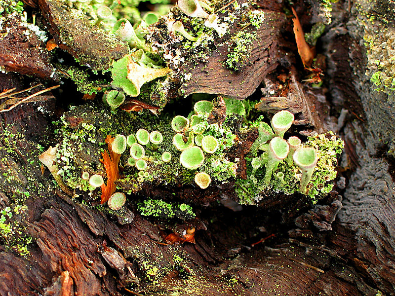 moss