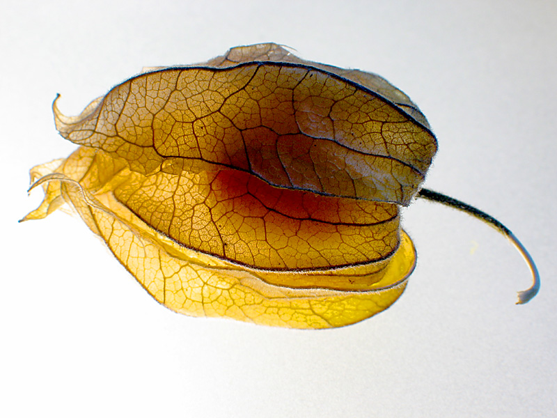 chinese gooseberry