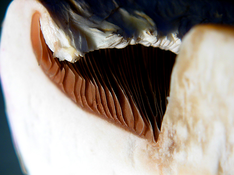 mushroom2