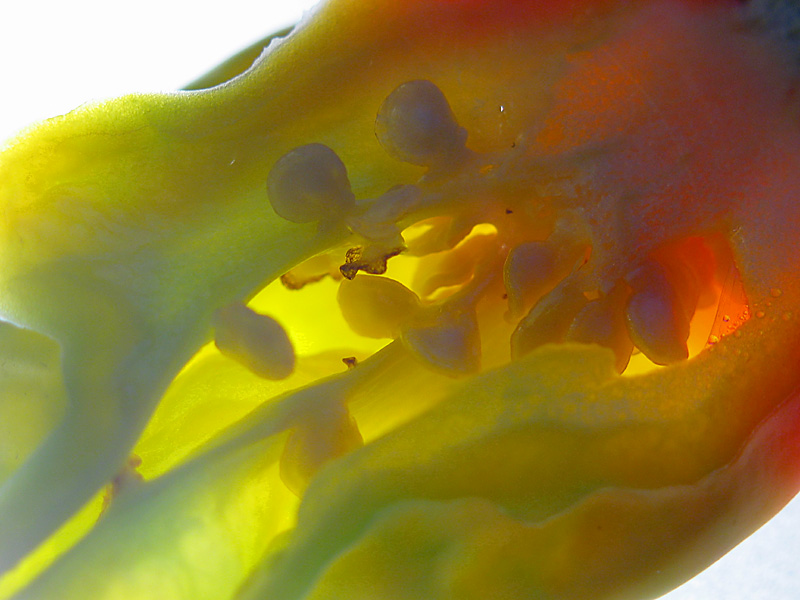 scotch bonnet2