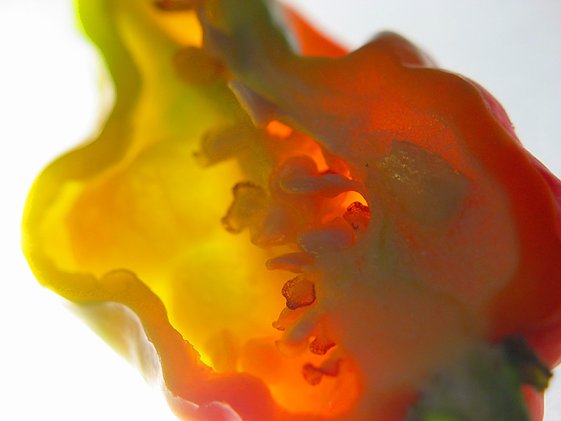 scotch bonnet