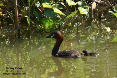 Little Grebes at Candaba