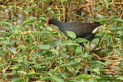 Common Moorhen 

Scientific name - Gallinula chloropus 

Habitat - Common in wetlands with open water with fringing emergent vegetation like marshes and ponds.