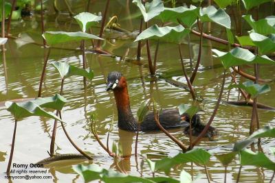 Little Grebe

Scientific name - Tachybaptus ruficollis 
Habitat - Uncommon, in freshwater ponds or marshes. Dives when disturbed by intruders. 
