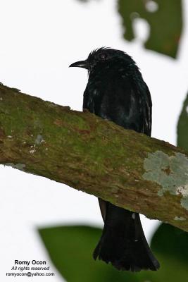 Philippine Drongo-cuckoo 
(a Philippine endemic) 

Scientific name - Surniculus velutinus chalybaeus 

Habitat - Fairly common in lowland forest. 

