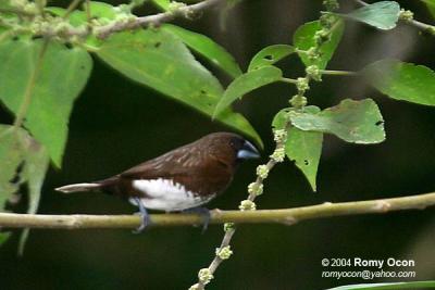 White-bellied Munia

Scientific name - Lonchura leucogastra

Habitat - Common, ranging from forest to ricefields.
