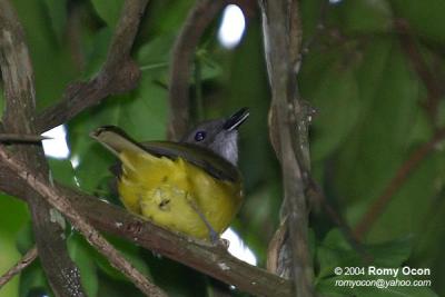 Yellow-bellied Whistler 
(a Philippine endemic) 

Scientific name - Pachycephala philippinensis philippinensis 

Habitat - Common in all forest levels.
