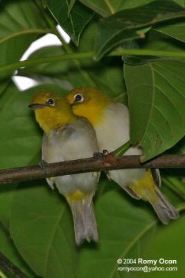 Lowland White-Eye
(a Philippine endemic)
Scientific name: Zosterops meyeni
Habitat: Common in lowlands in second growth, scrub and gardens.