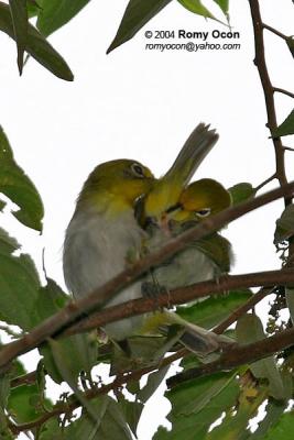 Lowland White-Eye
(a Philippine endemic)
Scientific name: Zosterops meyeni
Habitat: Common in lowlands in second growth, scrub and gardens.