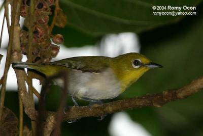 Lowland White-Eye 
(a Philippine endemic)

Scientific name: Zosterops meyeni 
Habitat: Common in lowlands in second growth, scrub and gardens. 
