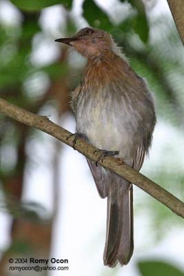 Philippine Bulbul 
(a Philippine endemic)

Scientific name - Hypsipetes philippinus 

Habitat - common in forest edge, advanced second growth, forest, from lowlands to over 2000 m. 

