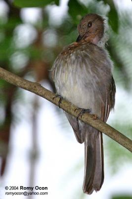 Philippine Bulbul 
(a Philippine endemic)

Scientific name - Hypsipetes philippinus 

Habitat - common in forest edge, advanced second growth, forest, from lowlands to over 2000 m. 

