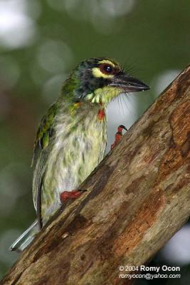 Coppersmith Barbet 

Scientific name - Megalaima haemacephala 

Habitat - Common in forest and edge, usually in the canopy.


