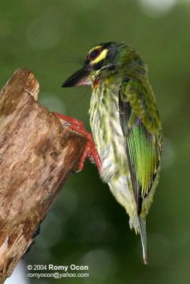 Coppersmith Barbet 

Scientific name - Megalaima haemacephala 

Habitat - Common in forest and edge, usually in the canopy.
