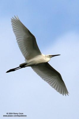 Little Egret 

Scientific name: Egretta Garzetta 

Habitat: Common in coastal marsh and tidal flats to ricefields. 

